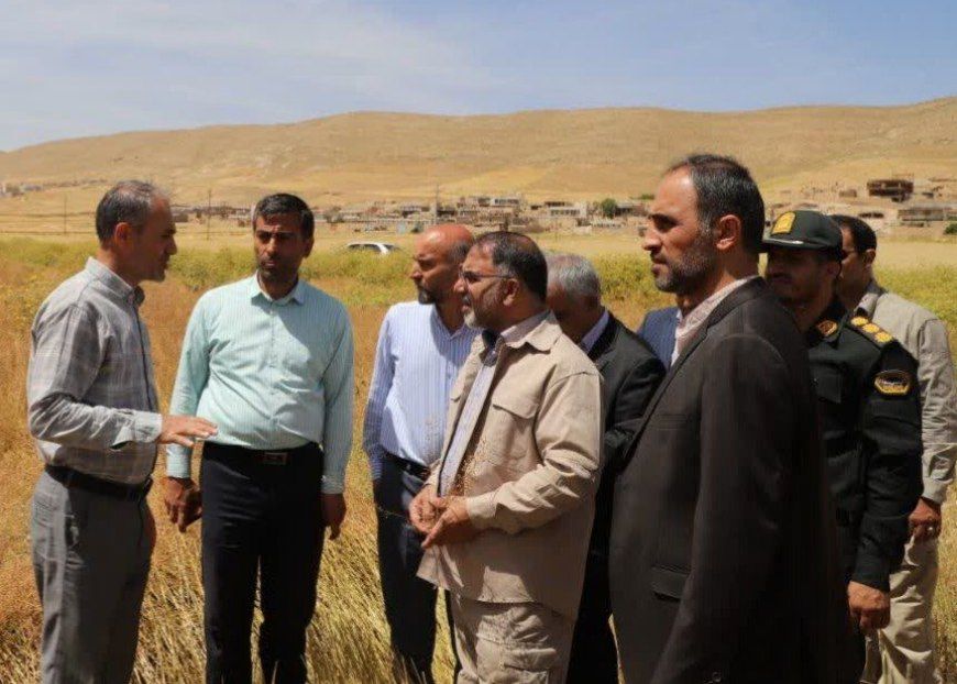 پیش‌بینی افزایش ۶۰ درصدی تولید گندم در لرستان