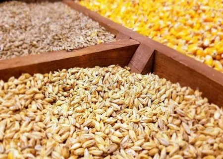 نهاده‌های دام و طیور نیازمند توجه ویژه دولت